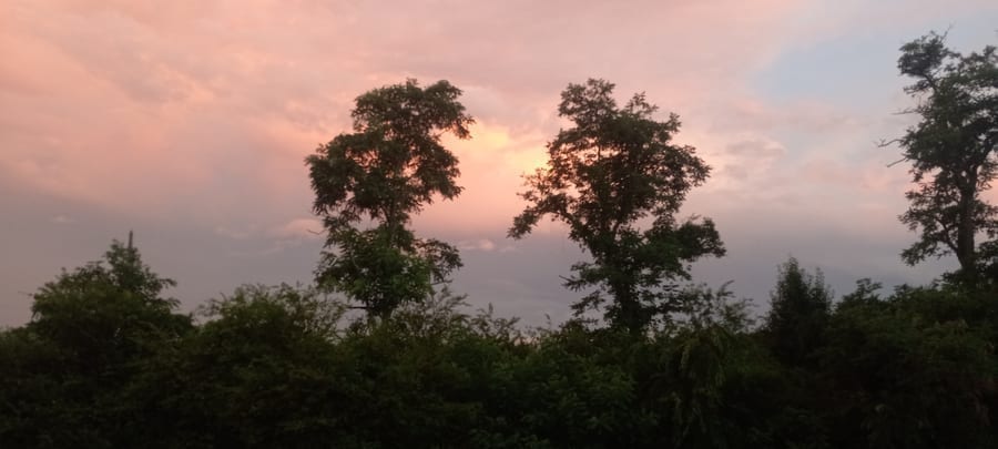 Sunrise over the Jungle