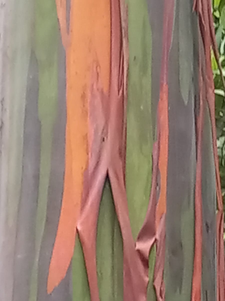 Multiple cultures and colors