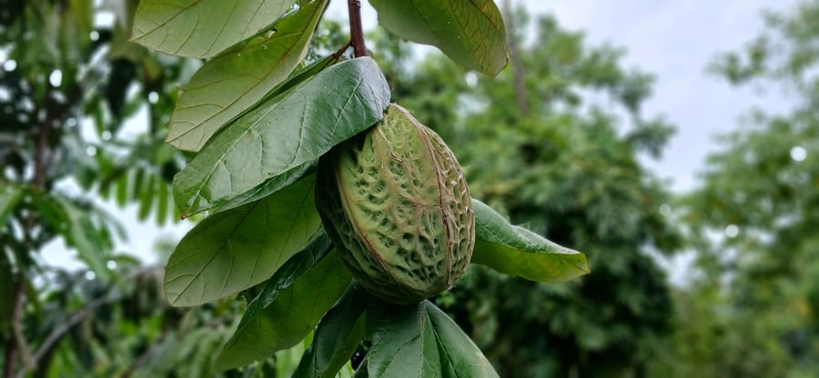 A pataste that's nearly ready