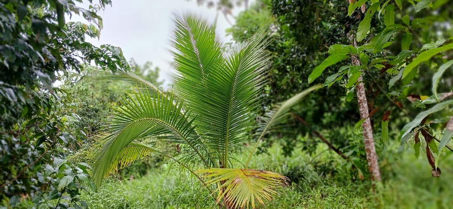 Young pipa palm
