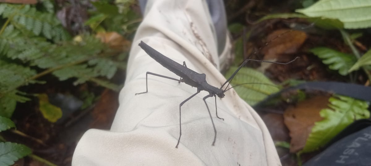 Living in the Valle Armonia Jungle