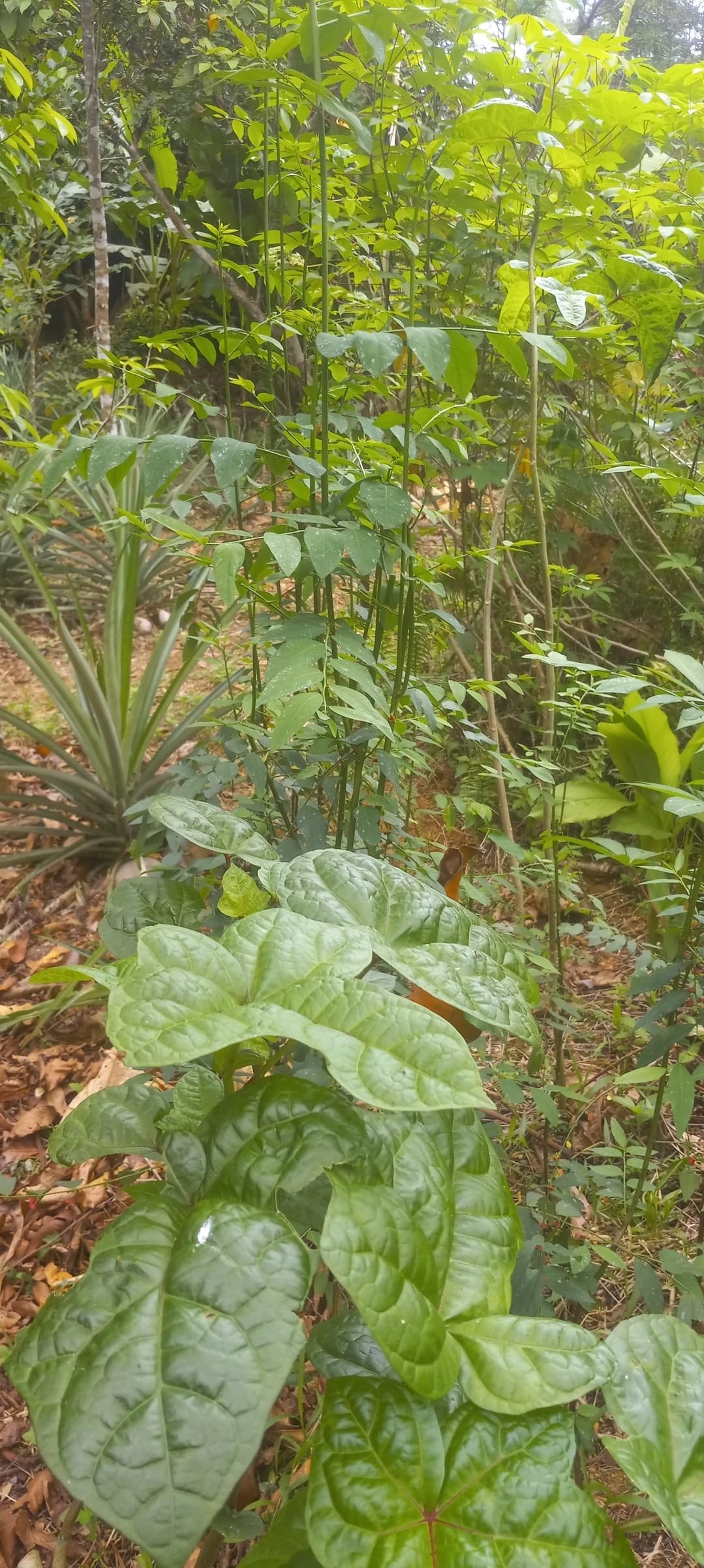 Pacific spinach leaves