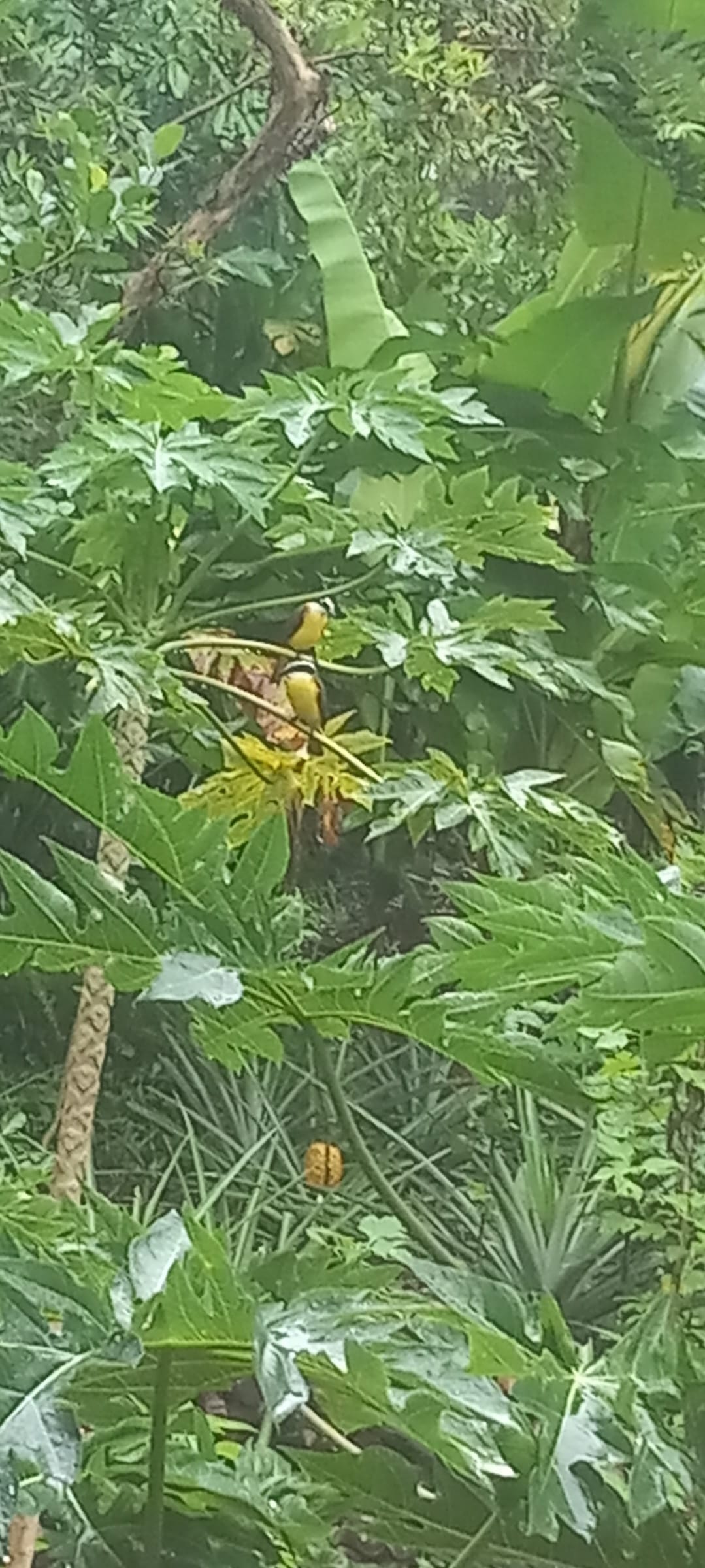 Living in the Valle Armonia Jungle