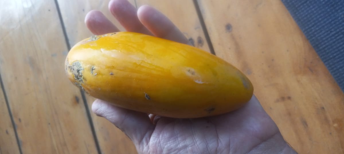 First papaya