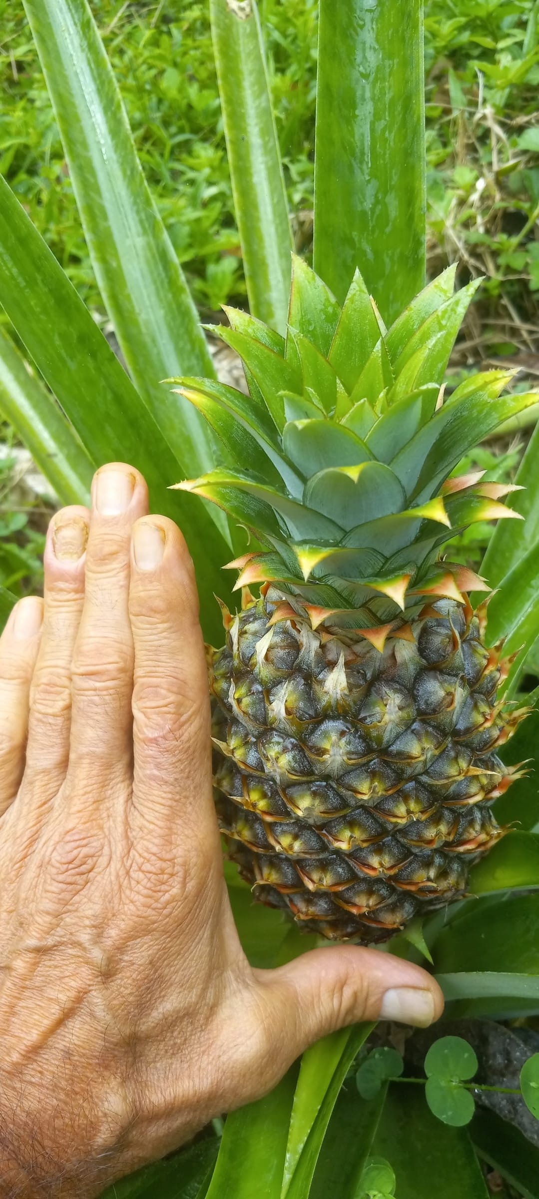 Young pineapple