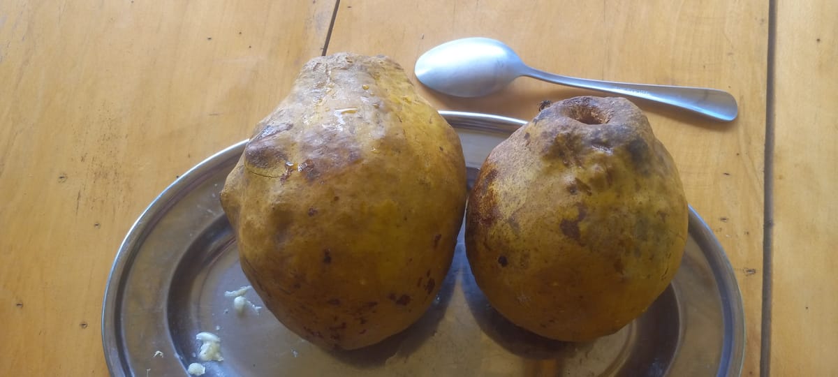 Sun Zapote fruit taste like pumpkin pie