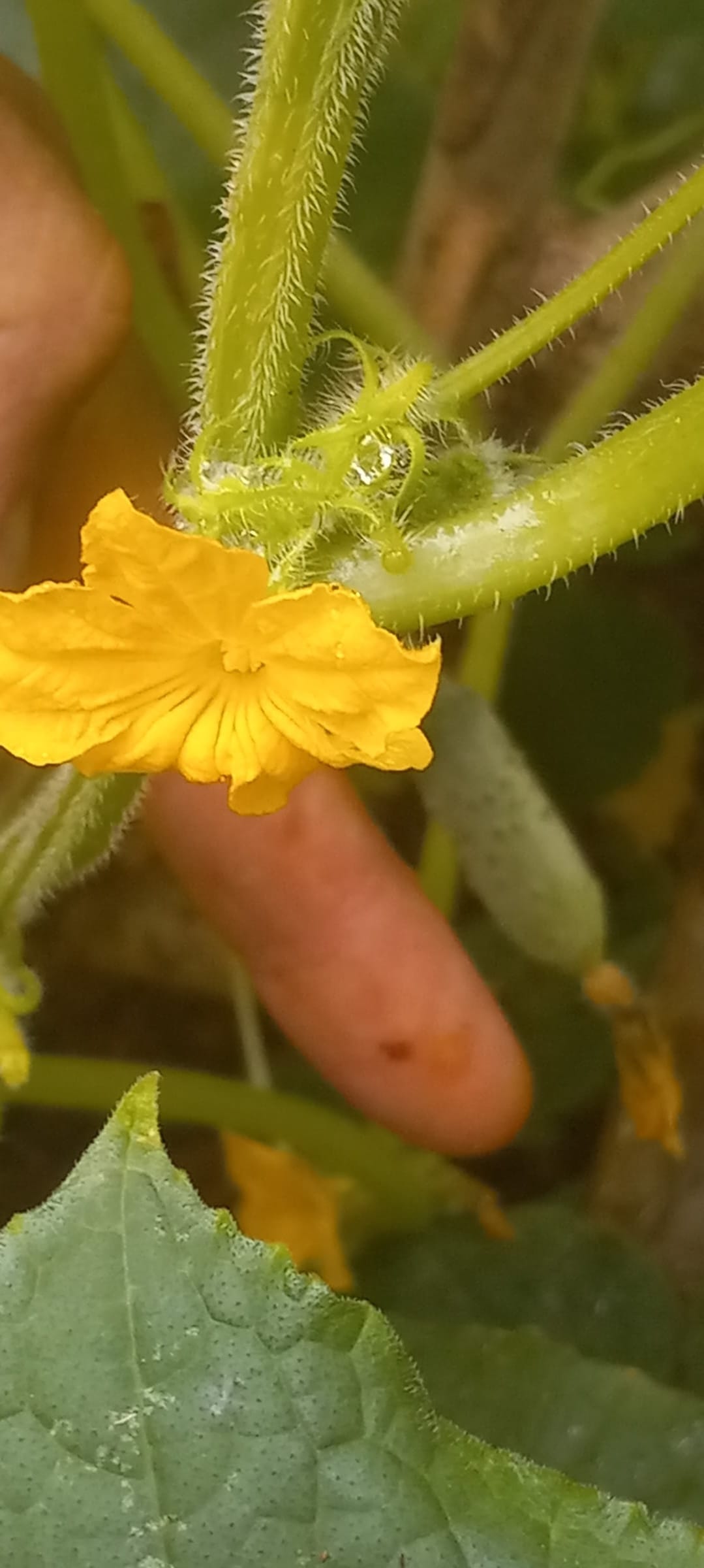 Permaculture at Valle Armonia.