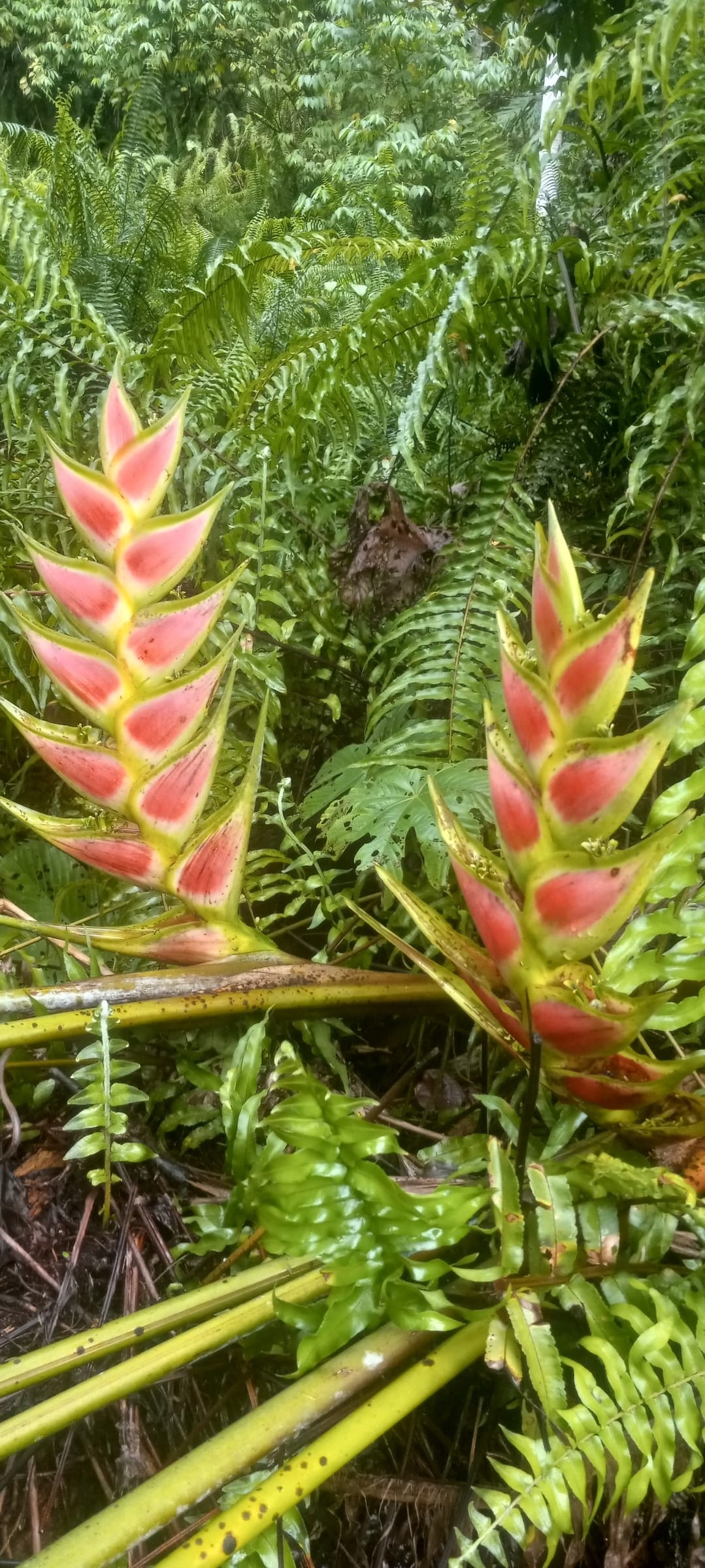Living in the Valle Armonia Jungle