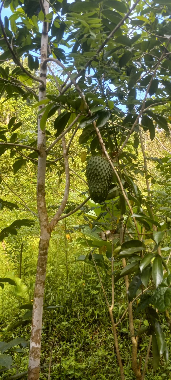 Permaculture at Valle Armonia.