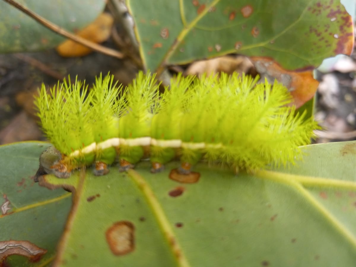 Living in the Valle Armonia Jungle