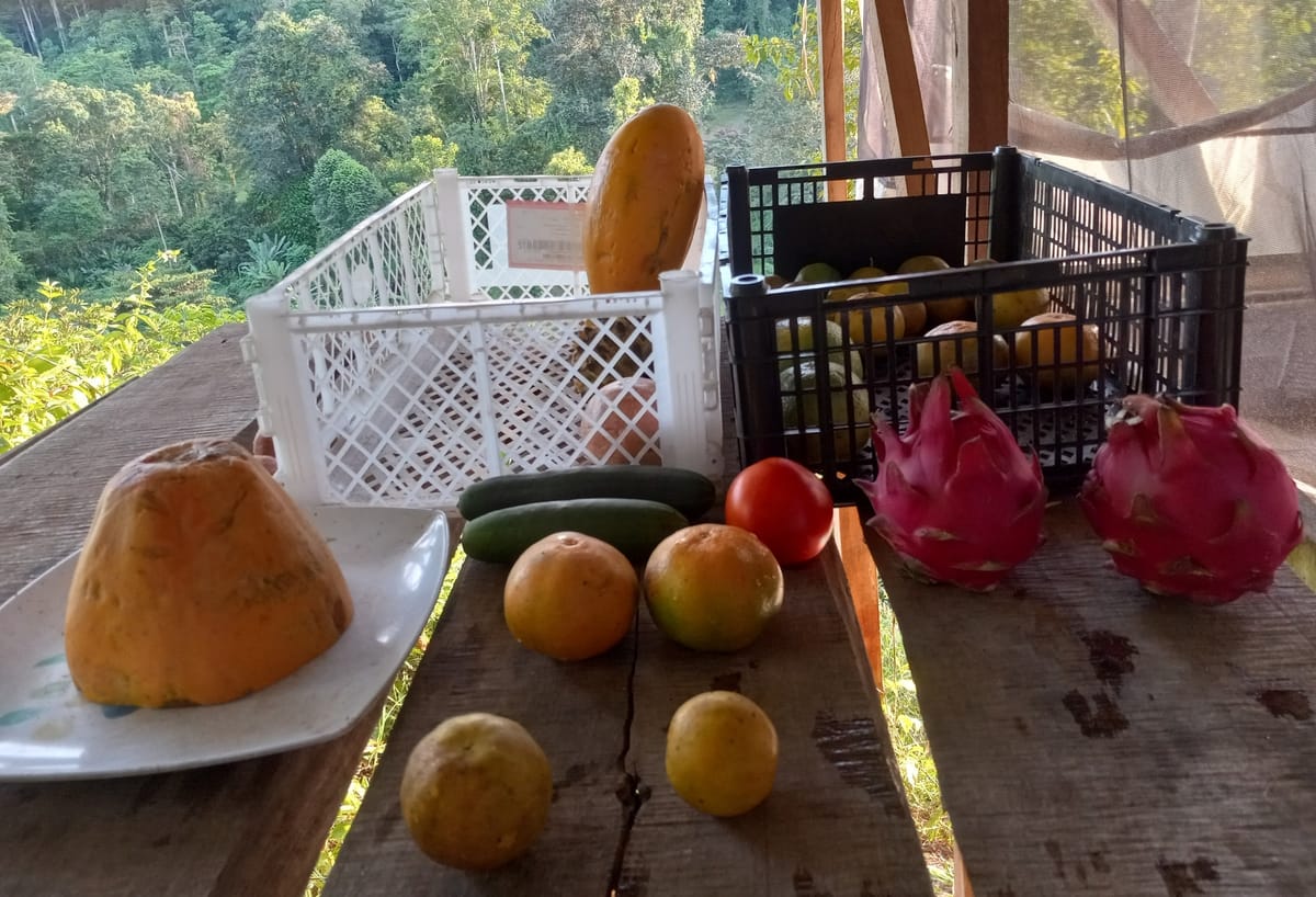 Fruit from the local farmer's market