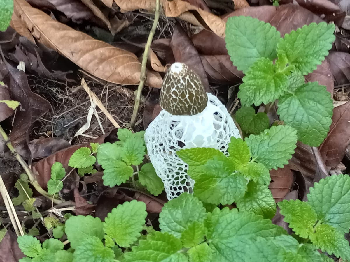 Living in the Valle Armonia Jungle