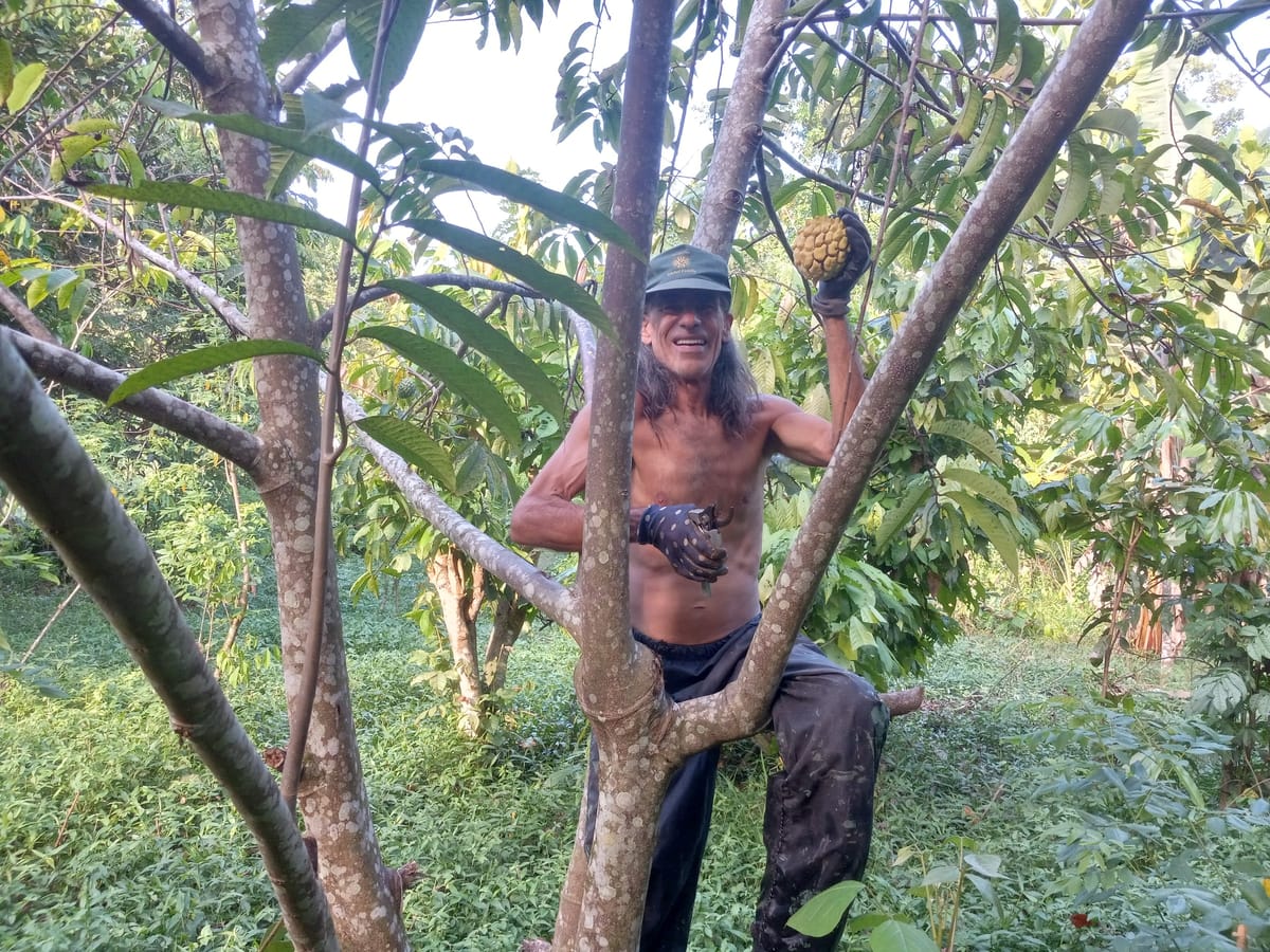 Harvesting baribas
