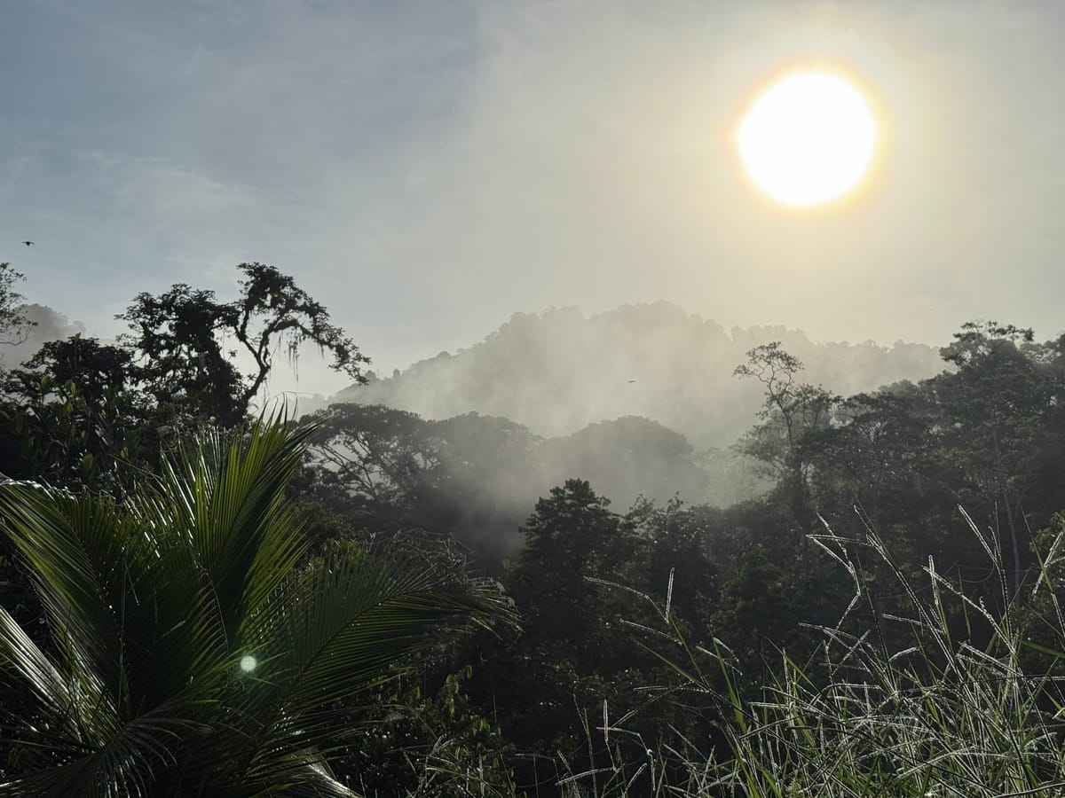 Sunrise through the mist