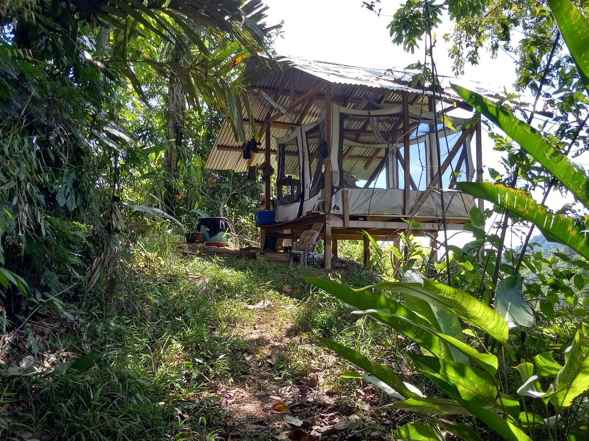 Living in the Valle Armonia Jungle