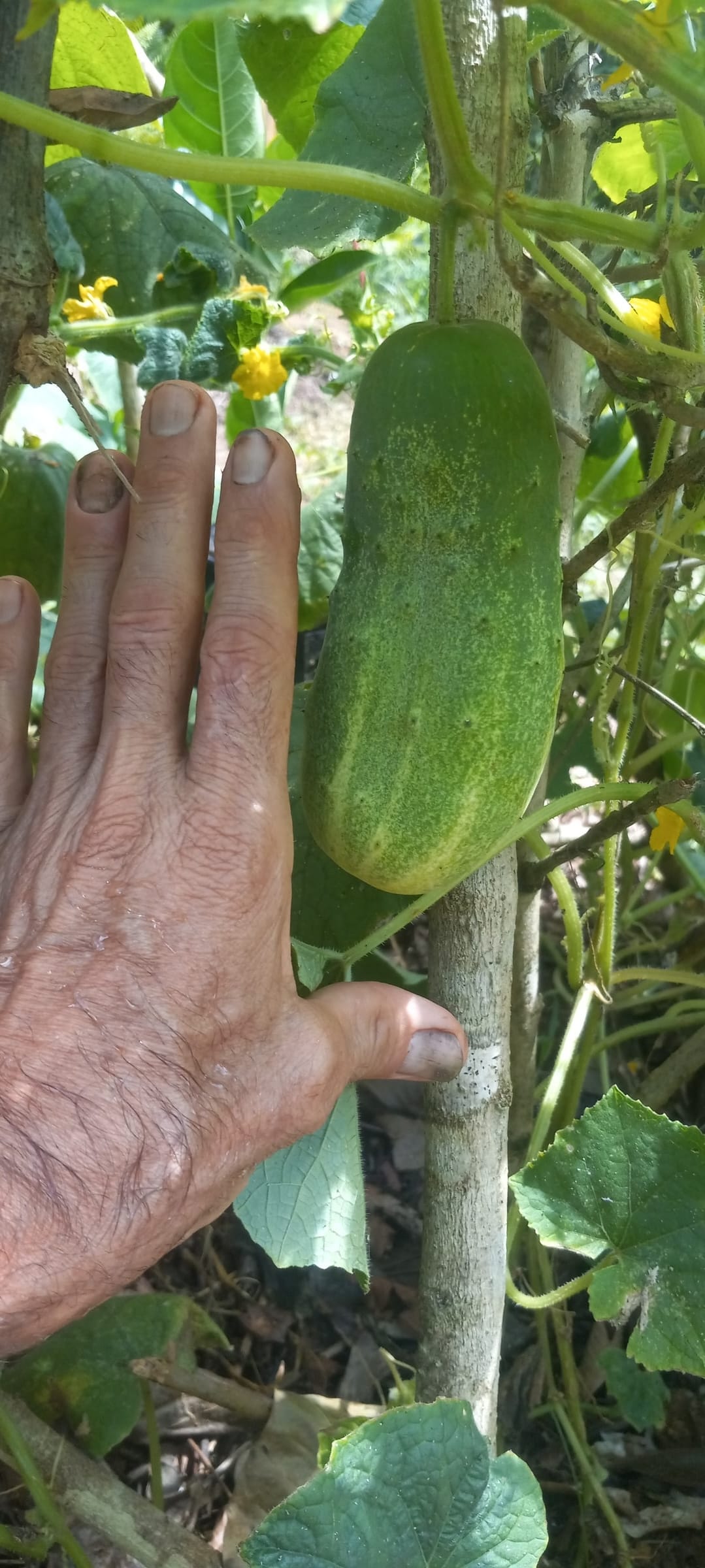 Growing our own cucumbers