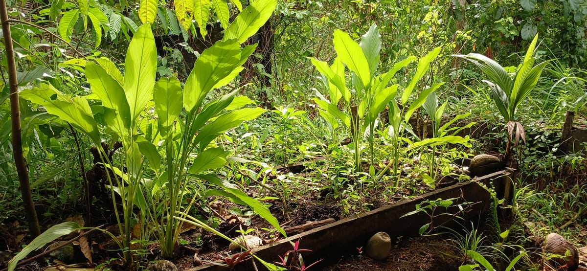 Sustainable gardening