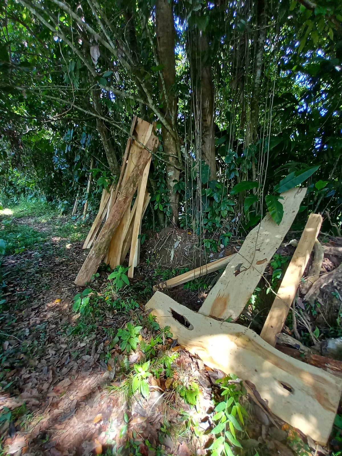 Living in the Valle Armonia Jungle