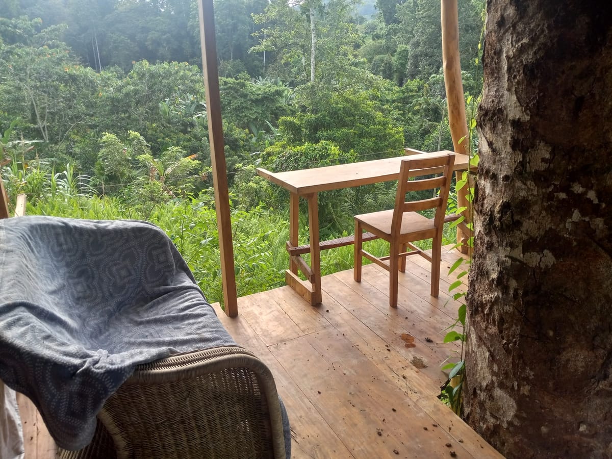 Living in the Valle Armonia Jungle